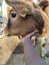 Calf Cute Animal village ðŸ„